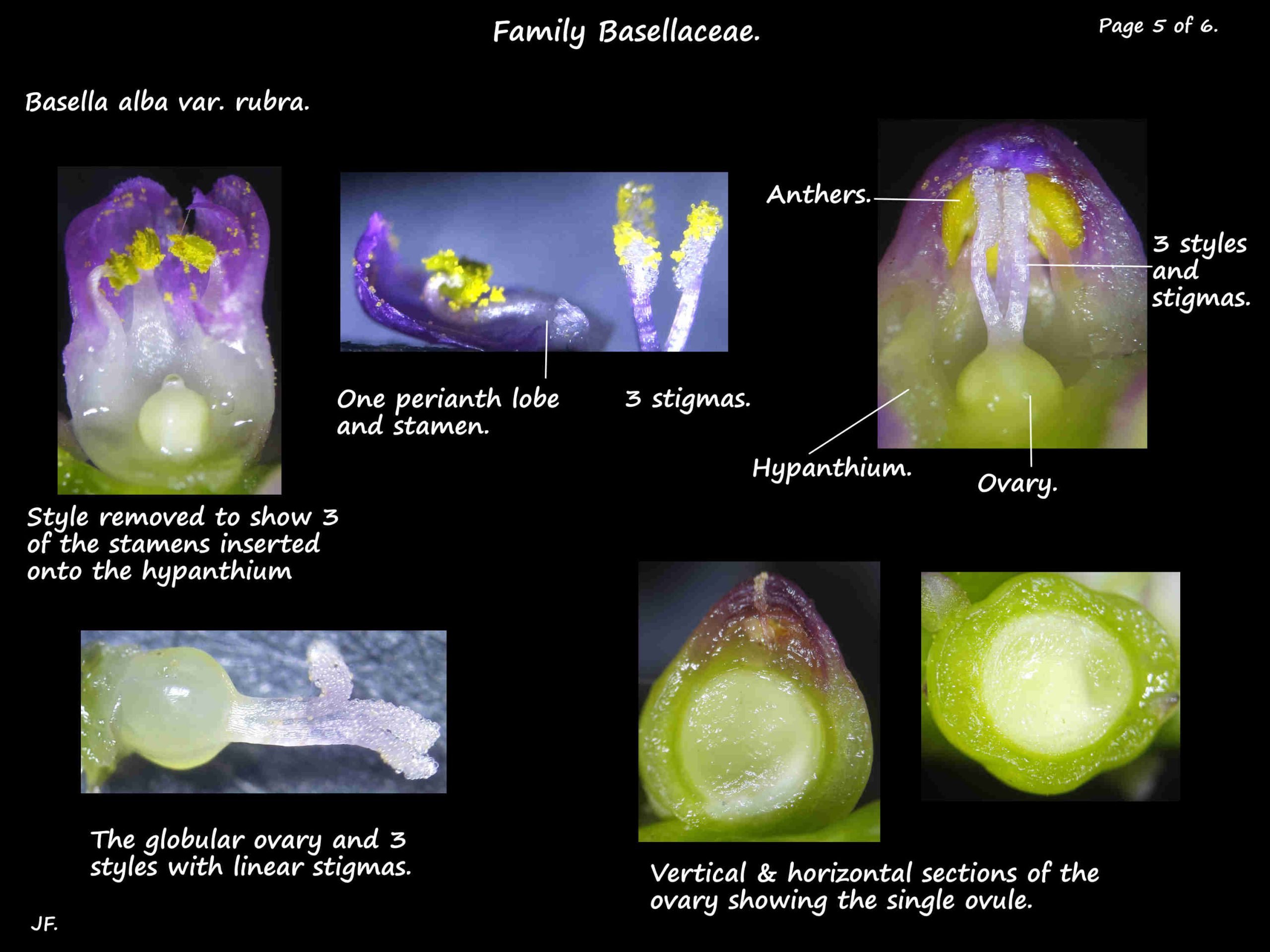 5 Basella alba stamens & carpel